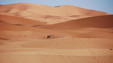 A lone camel crossing golden Sahara sand dunes near Merzouga under a clear blue sky.