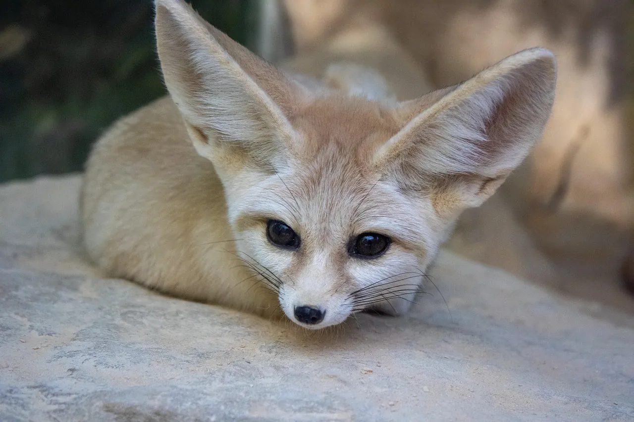 A fennec fox, one of the desert animals adapted to survive in Sahara dune fields like Erg Chebbi
