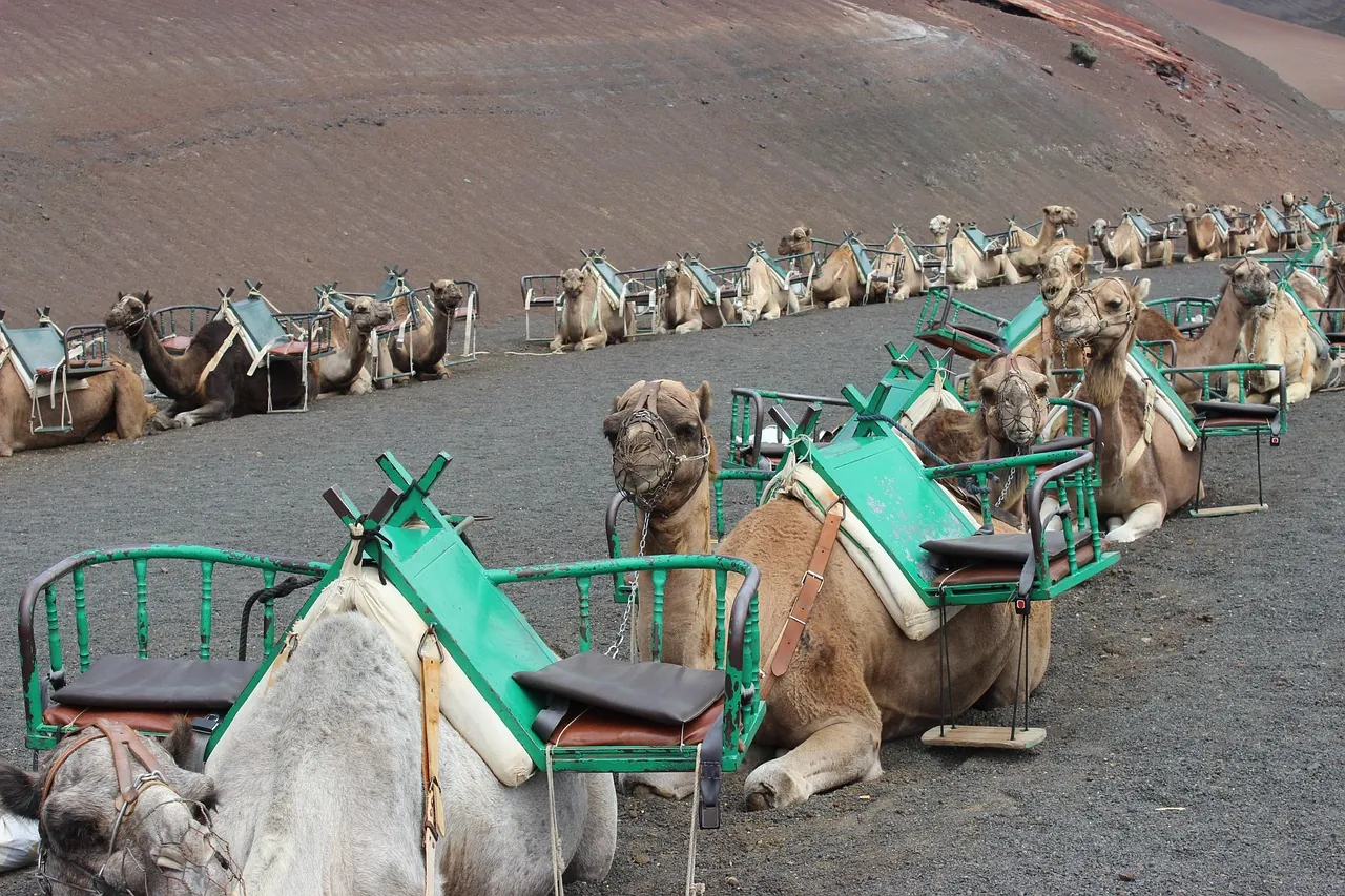 A camel caravan crossing the Sahara dunes, the kind of trek families take near Merzouga